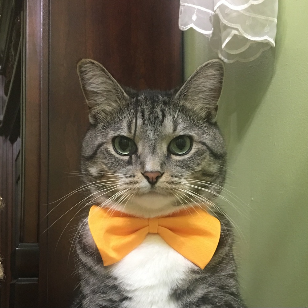 Meet your Posher, Anne